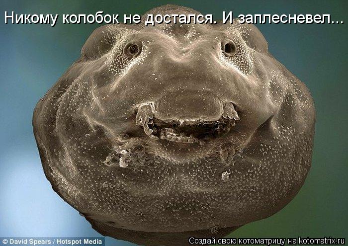 Никому колобок не достался. И заплесневел...... Котоматрица: Никому колобок не достался. И заплесневел...