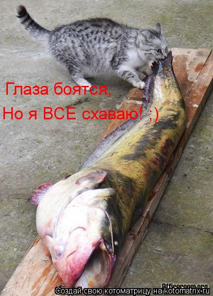 Глаза боятся, Но я ВСЕ схаваю! ;)... Котоматрица: Глаза боятся, Но я ВСЕ схаваю! ;)