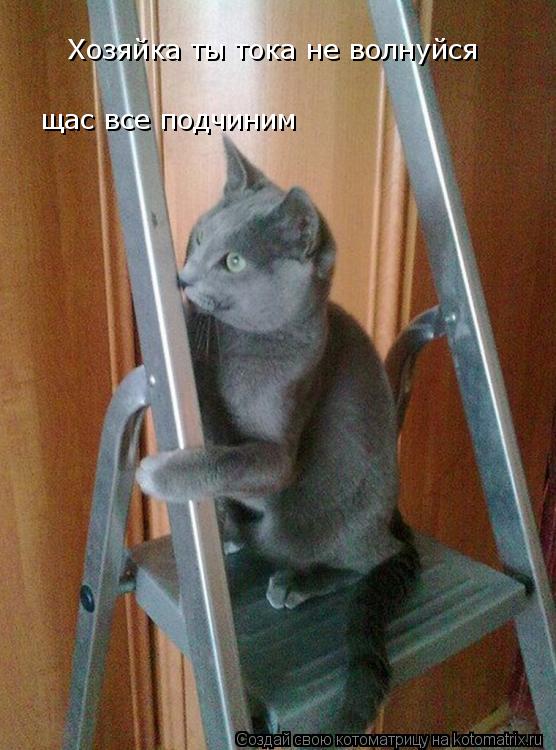 Хозяйка ты тока не волнуйся ща щас все подчиним... Котоматрица: Хозяйка ты тока не волнуйся ща щас все подчиним
