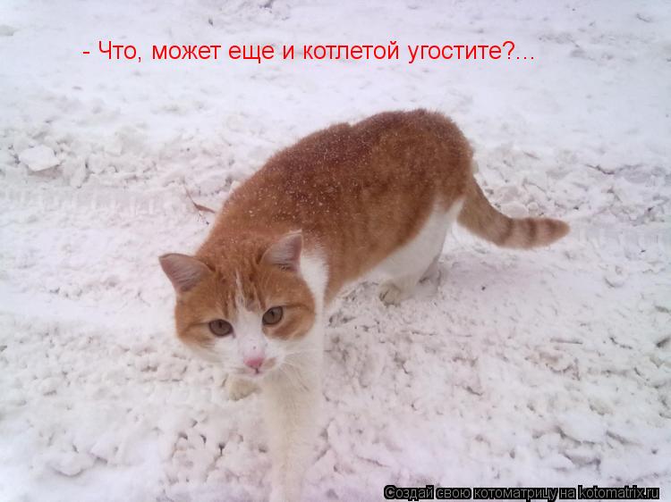 - Что, может еще и котлетой угостите?...... Котоматрица: - Что, может еще и котлетой угостите?...