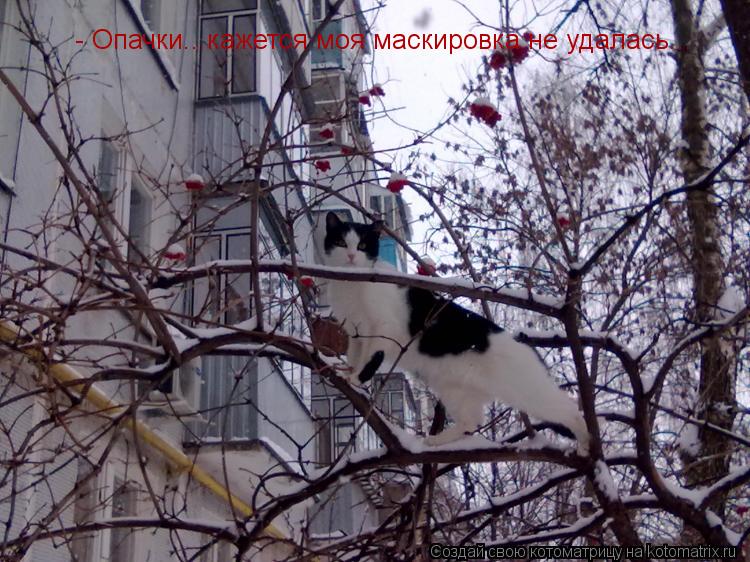 - Опачки...кажется моя маскировка не удалась...... Котоматрица: - Опачки...кажется моя маскировка не удалась...