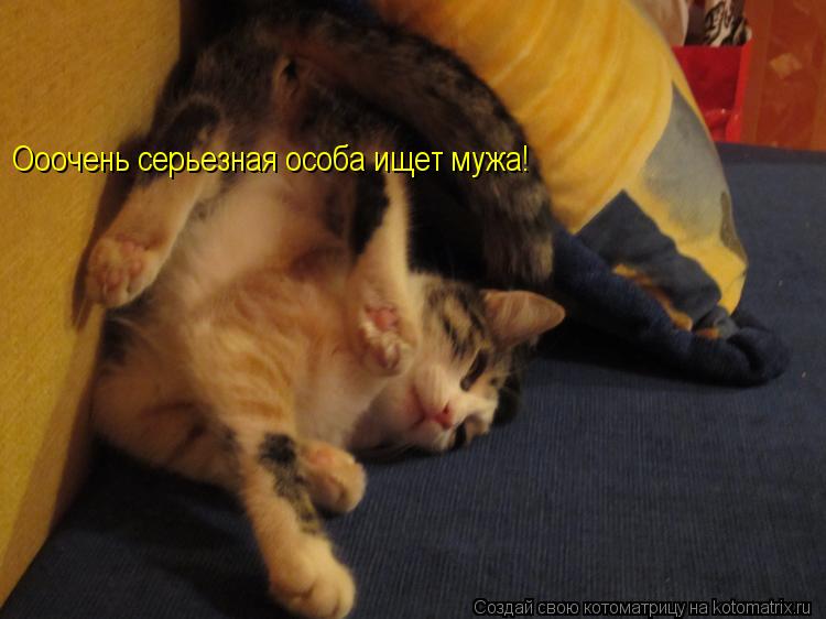 Ооочень серьезная особа ищет мужа!... Котоматрица: Ооочень серьезная особа ищет мужа!