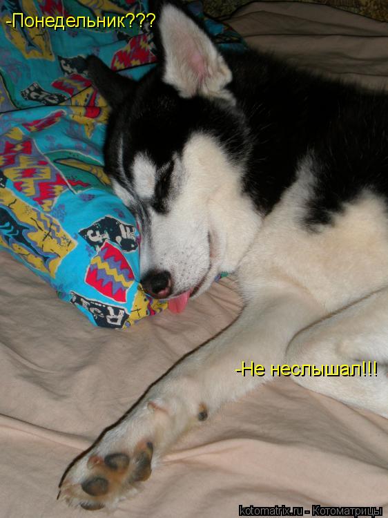 -Понедельник??? -Не неслышал!!!... Котоматрица: -Понедельник??? -Не неслышал!!!