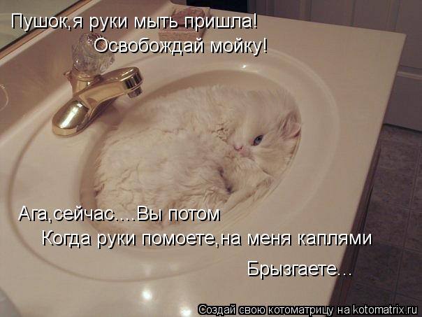 Пушок,я руки мыть пришла! Освобождай мойку! Ага,сейчас....Вы потом Когда руки помоете,на меня каплями... Котоматрица: Пушок,я руки мыть пришла! Освобождай мойку! Ага,сейчас....Вы потом Когда руки помоете,на меня каплями Брызгаете...