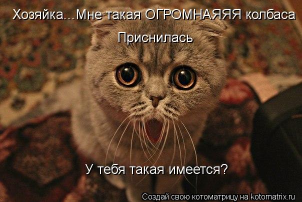 Хозяйка...Мне такая ОГРОМНАЯЯЯ колбаса Приснилась У тебя такая имеется?... Котоматрица: Хозяйка...Мне такая ОГРОМНАЯЯЯ колбаса Приснилась У тебя такая имеется?