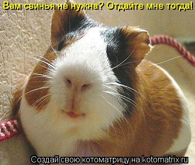 Вам свинья не нужна? Отдайте мне тогда!... Котоматрица: Вам свинья не нужна? Отдайте мне тогда!