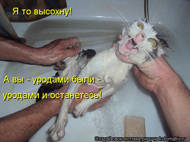 Я то высохну! А вы - уродами были - уродами и останетесь!... Котоматрица: Я то высохну! А вы - уродами были - уродами и останетесь!
