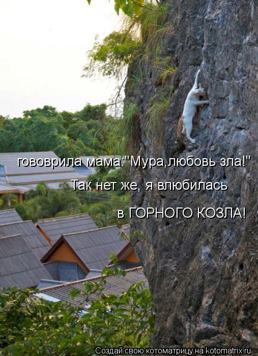 гововрила мама:"Мура,любовь зла!" Так нет же, я влюбилась в ГОРНОГО КОЗЛА!... Котоматрица: гововрила мама:"Мура,любовь зла!" Так нет же, я влюбилась в ГОРНОГО КОЗЛА!