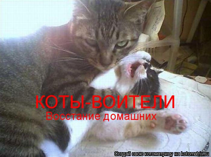 КОТЫ-ВОИТЕЛИ Восстание домашних... Котоматрица: КОТЫ-ВОИТЕЛИ Восстание домашних