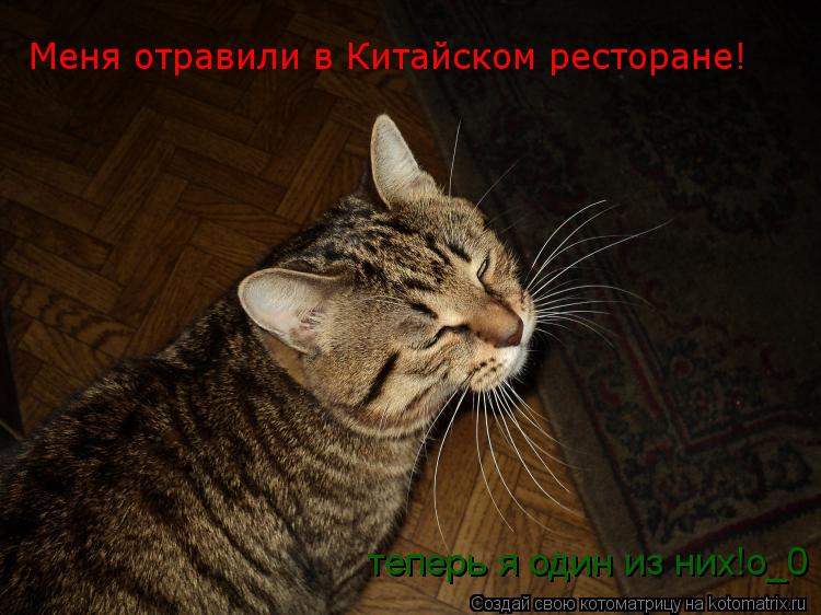 Меня отравили в Китайском ресторане! теперь я один из них!о_0... Котоматрица: Меня отравили в Китайском ресторане! теперь я один из них!о_0