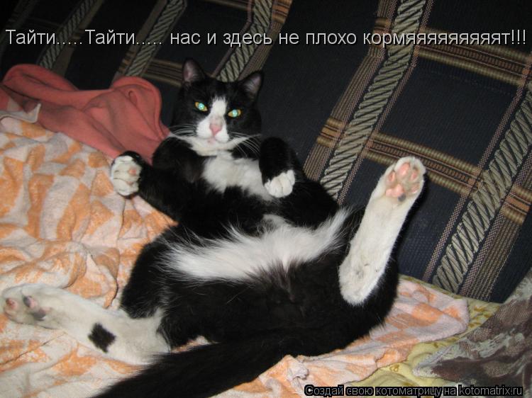 Тайти.....Тайти..... нас и здесь не плохо кормяяяяяяяяят!!!... Котоматрица: Тайти.....Тайти..... нас и здесь не плохо кормяяяяяяяяят!!!