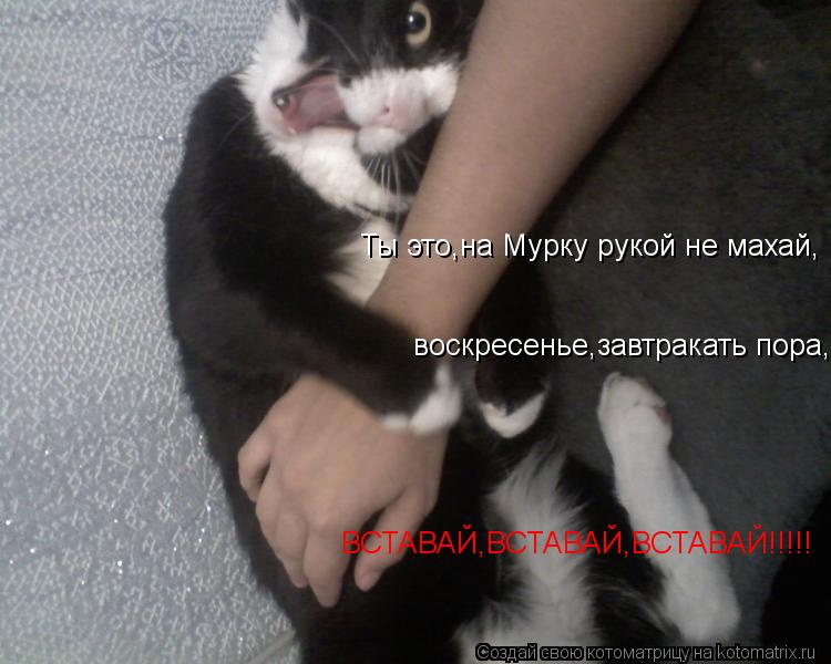 Ты это,на Мурку рукой не махай, воскресенье,завтракать пора, ВСТАВАЙ,ВСТАВАЙ,ВСТАВАЙ!!!!!... Котоматрица: Ты это,на Мурку рукой не махай, воскресенье,завтракать пора, ВСТАВАЙ,ВСТАВАЙ,ВСТАВАЙ!!!!!