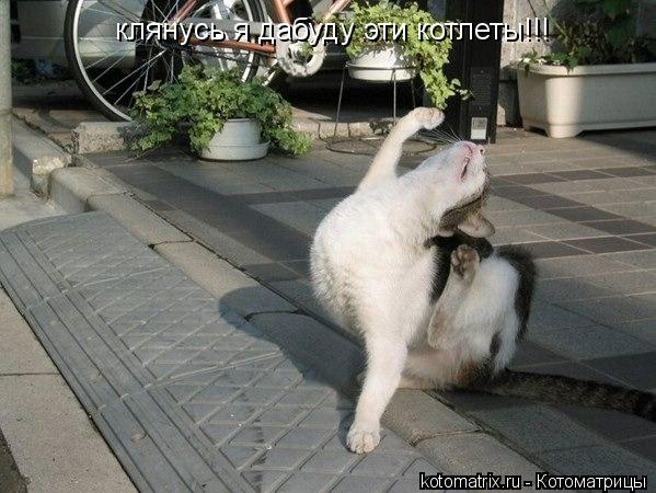 клянусь я дабуду эти котлеты!!!... Котоматрица: клянусь я дабуду эти котлеты!!!
