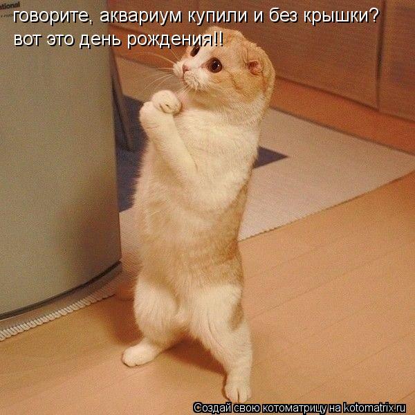 говорите аквариум купили и без крышки вотэто день рождения говорите, аквариум купили и без крышки? во... Котоматрица: говорите аквариум купили и без крышки вотэто день рождения говорите, аквариум купили и без крышки? вот это день рождения!!