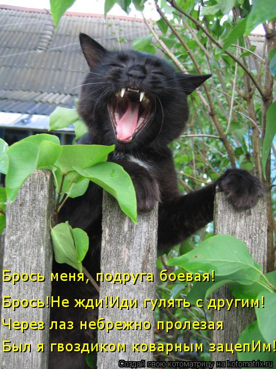 Брось!Не жди!Иди гулять с другим! Брось меня, подруга боевая! Через лаз небрежно пролезая Был я гвозд... Котоматрица: Брось!Не жди!Иди гулять с другим! Брось меня, подруга боевая! Через лаз небрежно пролезая Был я гвоздиком коварным зацепИм!