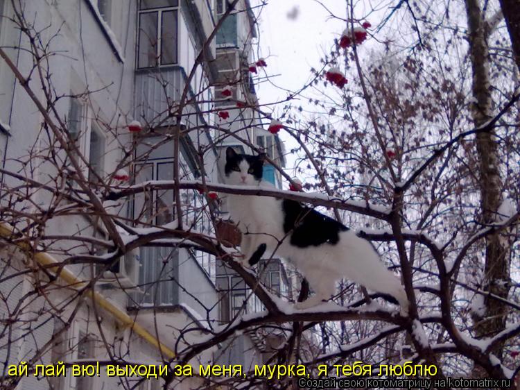 ай лай вю! выходи за меня, мурка, я тебя люблю... Котоматрица: ай лай вю! выходи за меня, мурка, я тебя люблю