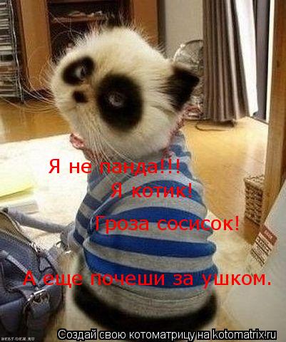 Я не панда!!! Я котик! Гроза сосисок! А еще почеши за ушком.... Котоматрица: Я не панда!!! Я котик! Гроза сосисок! А еще почеши за ушком.
