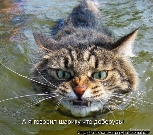А я говорил шарику что доберусь!... Котоматрица: А я говорил шарику что доберусь!
