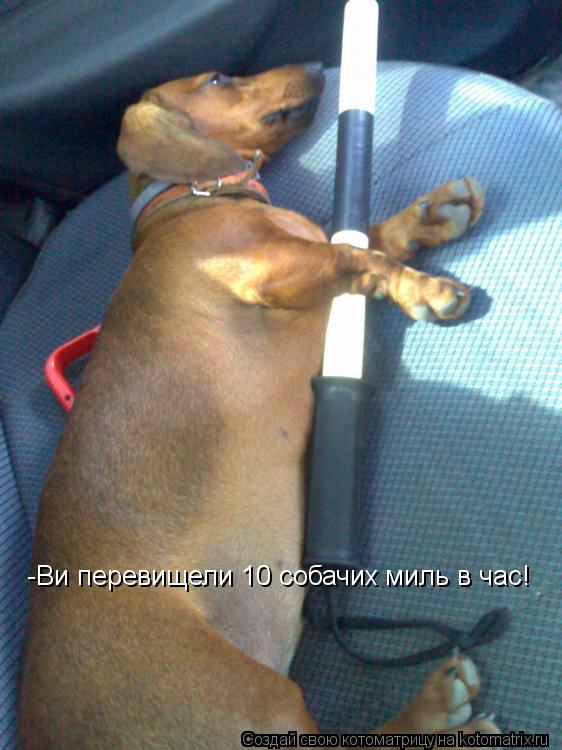 -Ви перевищели 10 собачих миль в час!... Котоматрица: -Ви перевищели 10 собачих миль в час!