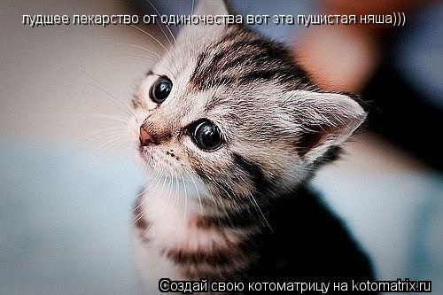 лудшее лекарство от одиночества вот эта пушистая няша)))... Котоматрица: лудшее лекарство от одиночества вот эта пушистая няша)))