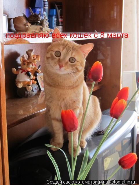 поздравляю всех кошек с 8 марта... Котоматрица: поздравляю всех кошек с 8 марта