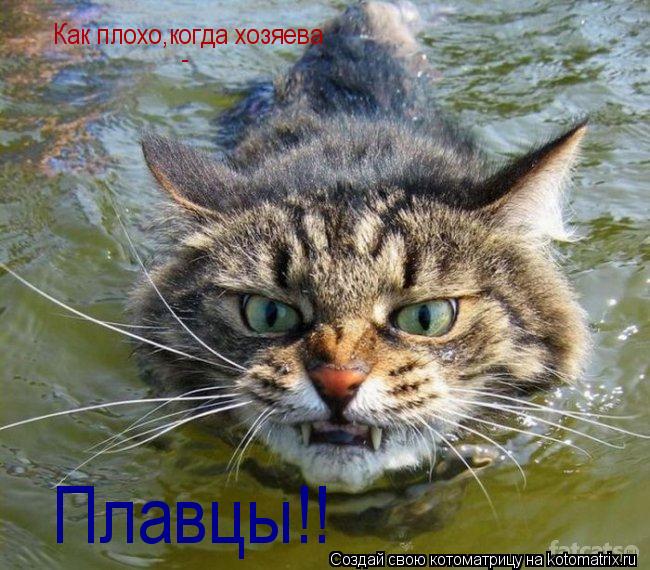 Как плохо,когда хозяева - Плавцы!!... Котоматрица: Как плохо,когда хозяева - Плавцы!!