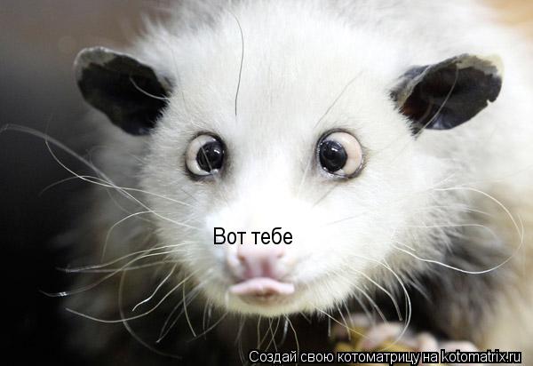 Вот тебе... Котоматрица: Вот тебе