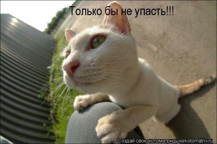 Только бы не упасть!!!... Котоматрица: Только бы не упасть!!!