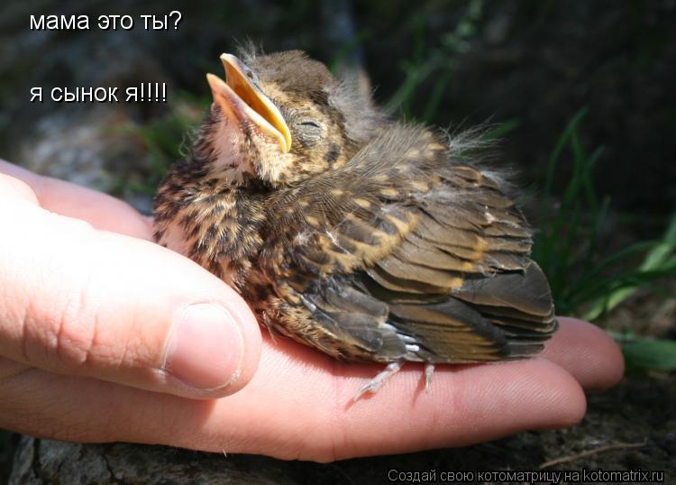 мама это ты? я сынок я!!!!... Котоматрица: мама это ты? я сынок я!!!!