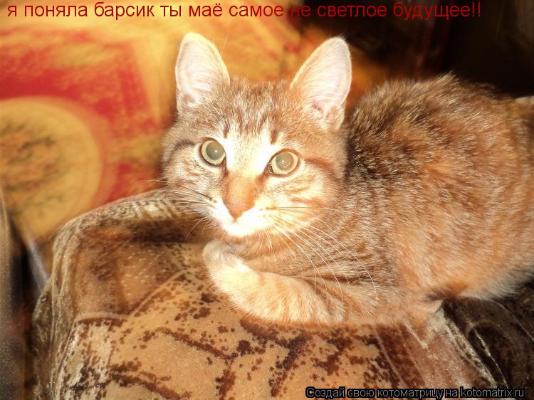 я поняла барсик ты маё самое не светлое будущее!!... Котоматрица: я поняла барсик ты маё самое не светлое будущее!!