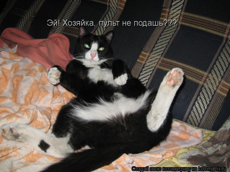 Эй! Хозяйка, пульт не подашь???... Котоматрица: Эй! Хозяйка, пульт не подашь???