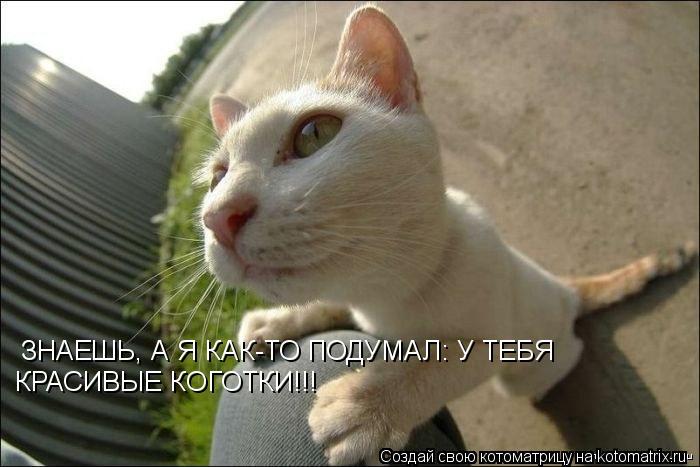 ЗНАЕШЬ, А Я КАК-ТО ПОДУМАЛ: У ТЕБЯ КРАСИВЫЕ КОГОТКИ!!!... Котоматрица: ЗНАЕШЬ, А Я КАК-ТО ПОДУМАЛ: У ТЕБЯ КРАСИВЫЕ КОГОТКИ!!!