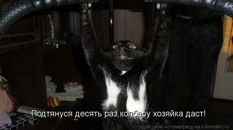 Подтянуся десять раз,колбасу хозяйка даст!... Котоматрица: Подтянуся десять раз,колбасу хозяйка даст!