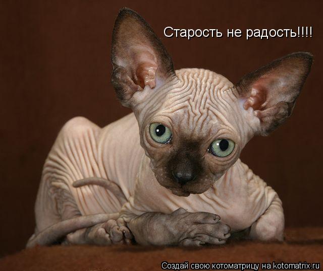 Старость не радость!!!!... Котоматрица: Старость не радость!!!!