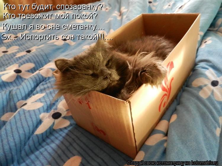 Кто тут будит, спозаранку? Кто тут будит, спозаранку? Кто тревожит мой покой? Кушал я во сне сметанку... Котоматрица: Кто тут будит, спозаранку? Кто тут будит, спозаранку? Кто тревожит мой покой? Кушал я во сне сметанку.... Эх... Испортить сон такой!!!....
