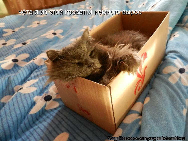 чёта я из этой кроватки немного вырос... Котоматрица: чёта я из этой кроватки немного вырос