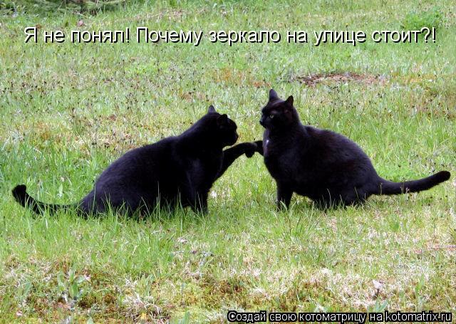 Я не понял! Почему зеркало на улице стоит?!... Котоматрица: Я не понял! Почему зеркало на улице стоит?!