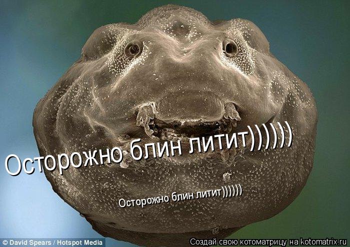 Осторожно блин литит)))))) Осторожно блин литит))))))... Котоматрица: Осторожно блин литит)))))) Осторожно блин литит))))))