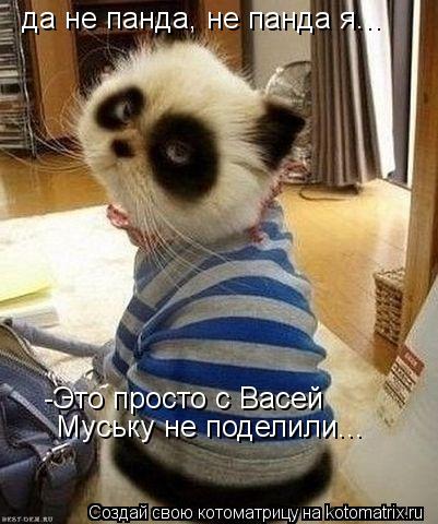 да не панда, не панда я... -Это просто с Васей Муську не поделили...... Котоматрица: да не панда, не панда я... -Это просто с Васей Муську не поделили...