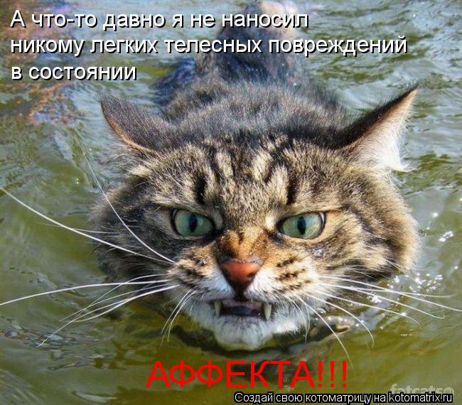 А что-то давно я не наносил никому легких телесных повреждений в состоянии АФФЕКТА!!!... Котоматрица: А что-то давно я не наносил никому легких телесных повреждений в состоянии АФФЕКТА!!!
