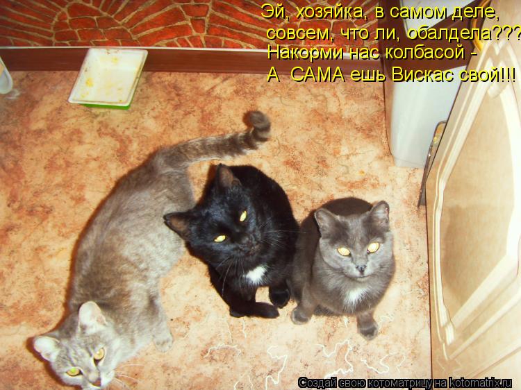 Эй, хозяйка, в самом деле, совсем, что ли, обалдела??? Накорми нас колбасой - А САМА ешь Вискас сво... Котоматрица: Эй, хозяйка, в самом деле, совсем, что ли, обалдела??? Накорми нас колбасой - А САМА ешь Вискас свой!!!