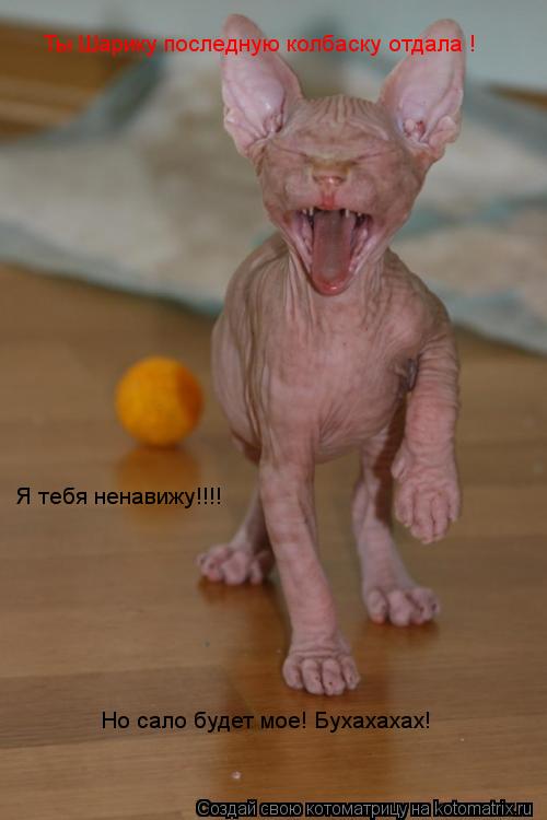 Ты Шарику последную колбаску отдала ! Я тебя ненавижу!!!! Но сало будет мое! Бухахахах!... Котоматрица: Ты Шарику последную колбаску отдала ! Я тебя ненавижу!!!! Но сало будет мое! Бухахахах!