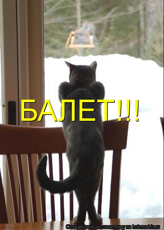БАЛЕТ!!!... Котоматрица: БАЛЕТ!!!