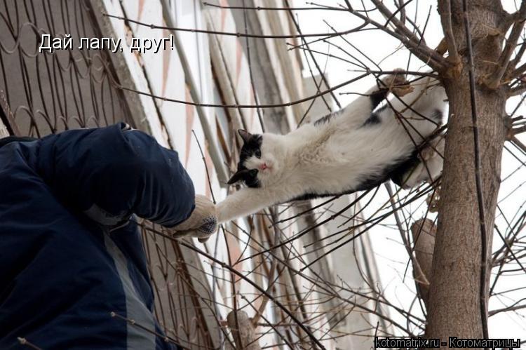 Дай лапу, друг!... Котоматрица: Дай лапу, друг!