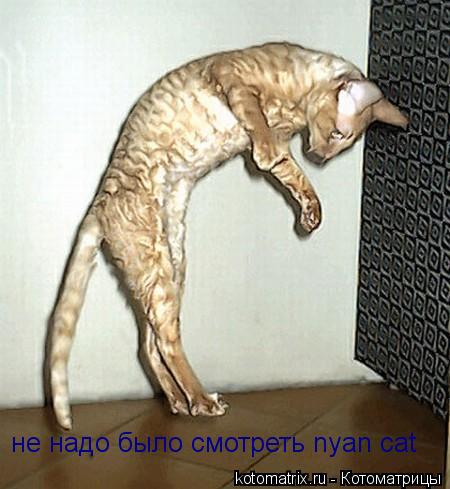 не надо было смотреть nyan cat... Котоматрица: не надо было смотреть nyan cat