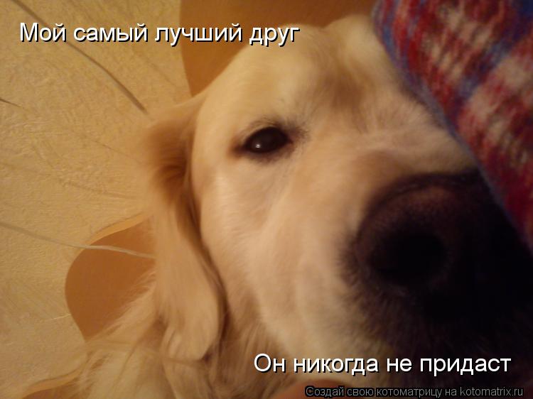 Мой самый лучший друг Он никогда не придаст... Котоматрица: Мой самый лучший друг Он никогда не придаст