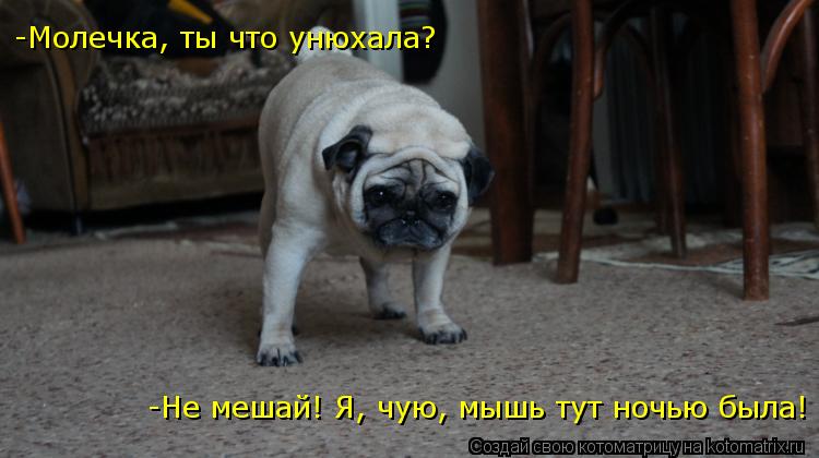 -Молечка, ты что унюхала? -Не мешай! Я, чую, мышь тут ночью была!... Котоматрица: -Молечка, ты что унюхала? -Не мешай! Я, чую, мышь тут ночью была!