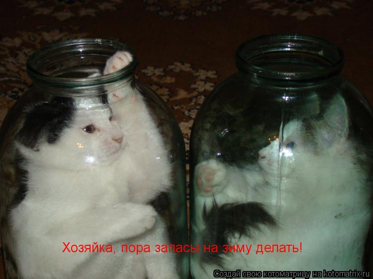 Хозяйка, пора запасы на зиму делать!... Котоматрица: Хозяйка, пора запасы на зиму делать!