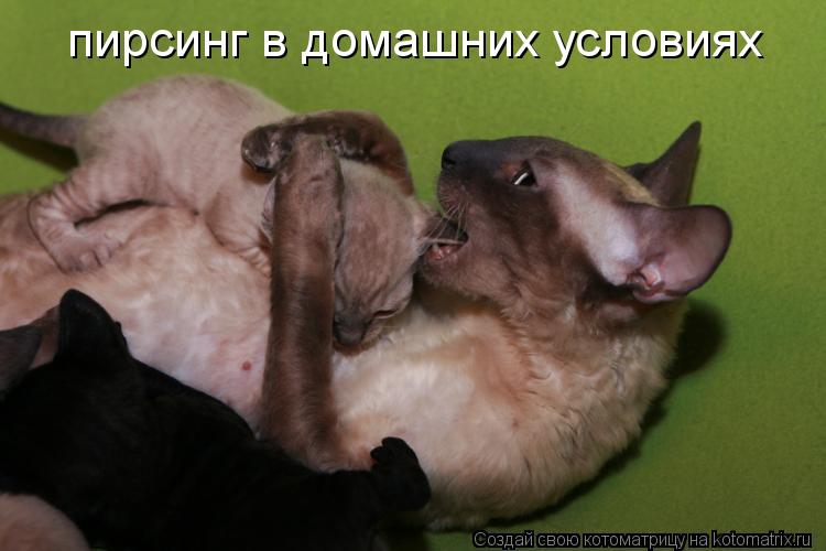 пирсинг в домашних условиях... Котоматрица: пирсинг в домашних условиях