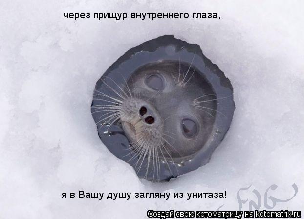я в Вашу душу загляну из унитаза! через прищур внутреннего глаза,... Котоматрица: я в Вашу душу загляну из унитаза! через прищур внутреннего глаза,